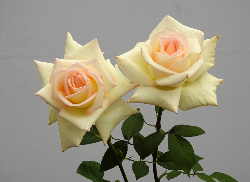 ファーストレディー・アキエは安倍晋三首相夫人の昭恵さんに送られたバラだった